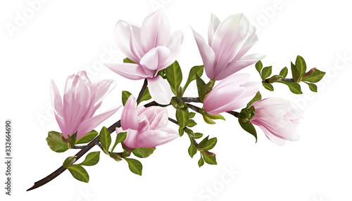 Beautiful twig blooming Magnolia. Vector illustration. EPS 10