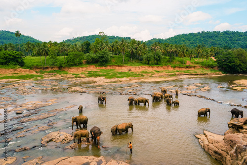 Sri Lanka, Elephants bathing in the river. National park. Pinnawala Elephant Orphanage. Sri Lanka photo