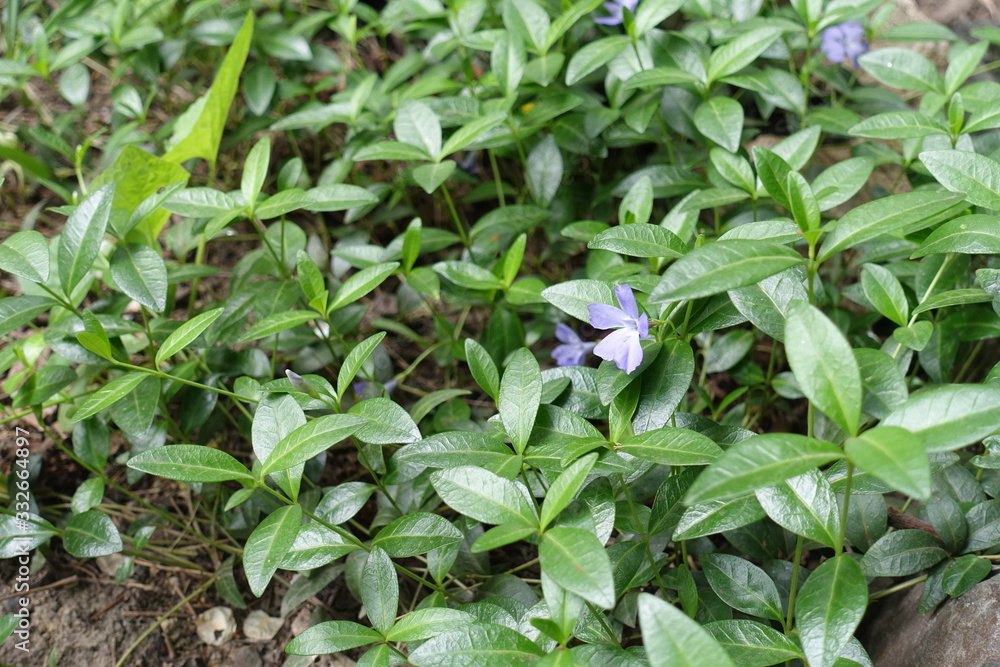 Green leaves and violet flowers of Vinca minor in May Green leaves and violet flowers of Vinca minor in May