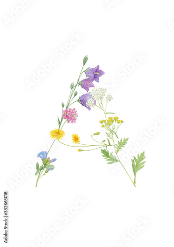 Watercolor hand drawn wild meadow flower letter A  bluebell  clover  crepis  chicory  yarrow   tansy   isolated on white background. Design element for summer design.