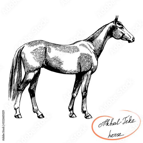 vector graphic riding and trotting Akhal-Teke thoroughbred horse