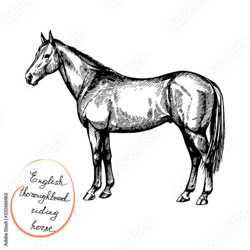 vector graphic illustration thoroughbred riding horse, english racehorse