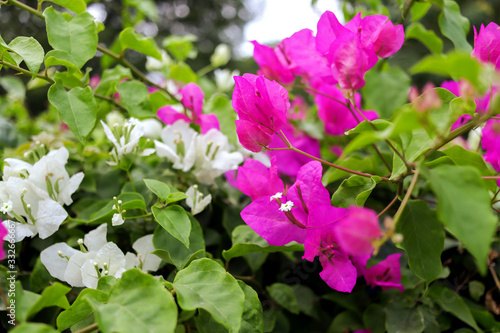 Wallpaper Mural Flowers in Botanical Garden Torontodigital.ca