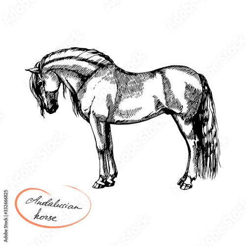 vector graphic illustration farm riding and trotting andalusian horse