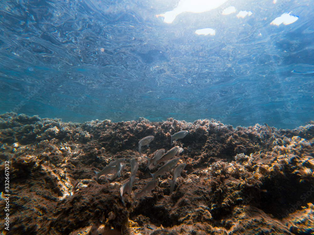 Obraz premium Underwater view with some fishes and rocks.
