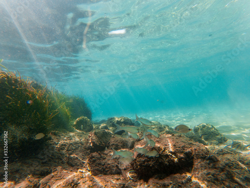 Underwater view  with some fishes  rocks and moss.
