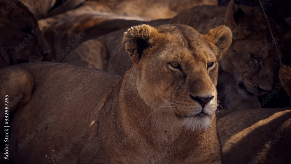 Obraz premium portrait of beautiful lioness resting on sunny afternoon