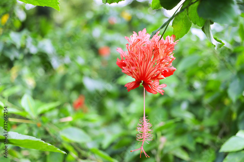 Flowers in Botanical Garden