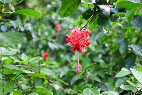 Flowers in Botanical Garden