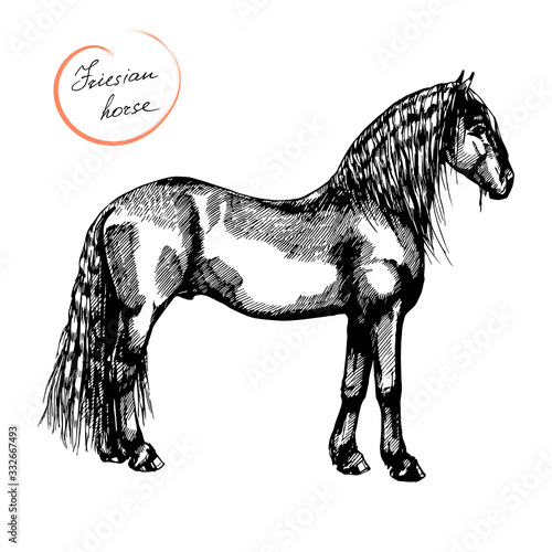 vector farm riding and trotting Friesian horse