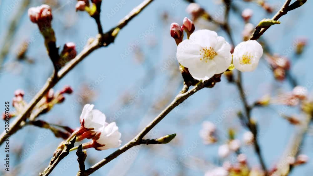 早春の桜 早春の桜