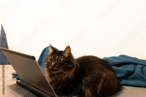 Cat on the bed with notebook quarantine
