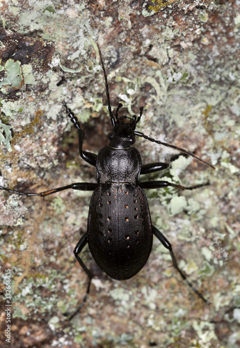 Ground beetle, carabus hortensis on wood