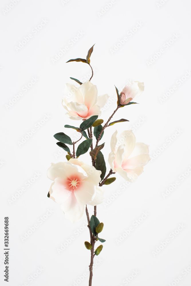 Obraz premium 꽃사진