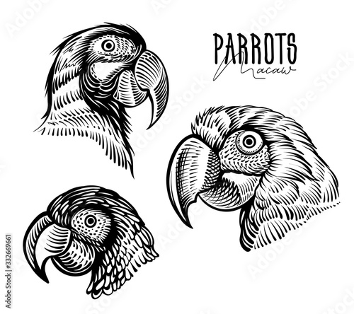 Parrots heads, vector drawings. Black and white macaw, engraving illustration.
