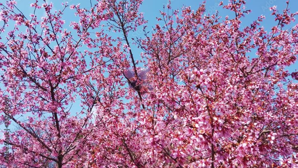 Close-up view of a cherry tree with its pink cherry blossoms blowing in a gentle breeze. There is a gray plastic bag tangled in the pretty branches Close-up view of a cherry tree with its pink cherry blossoms blowing in a gentle breeze. There is a gray plastic bag tangled in the pretty branches