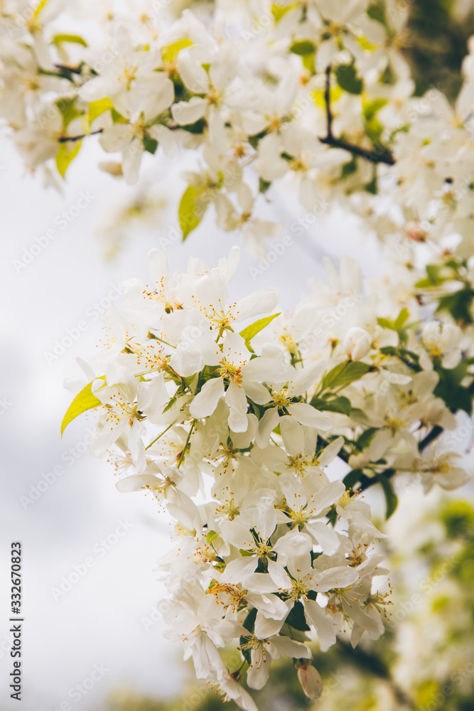 blossom white cherry tree flowers blossom white cherry tree flowers