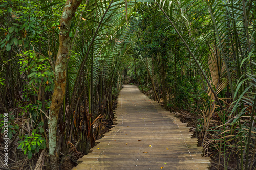 Wooden boardwalk in natural untouched mangrove forest in pulau Ubin, Singapore whole island like a park place worth a visit