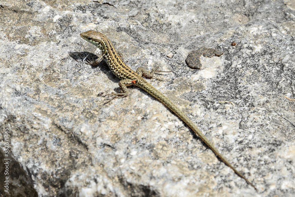 Small reptile closeup on grey stone background Small reptile closeup on grey stone background