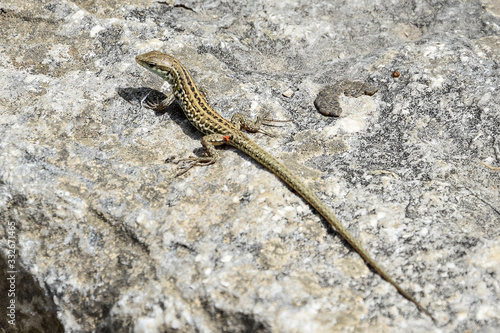 Small reptile closeup on grey stone background