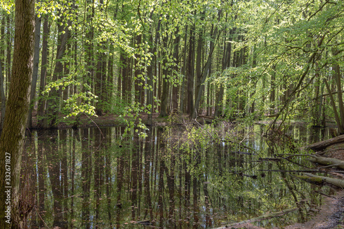 Mirrored trees in water on the Island of Ruegen, Mecklenburg-Vorpommern, Germany