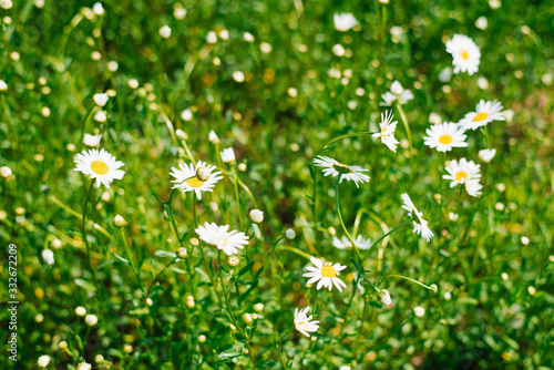 Field of daisies. White Daisy flowers bloom in the meadow or in the garden in summer. Selective focus