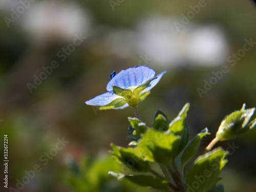 a small, blue spring flower