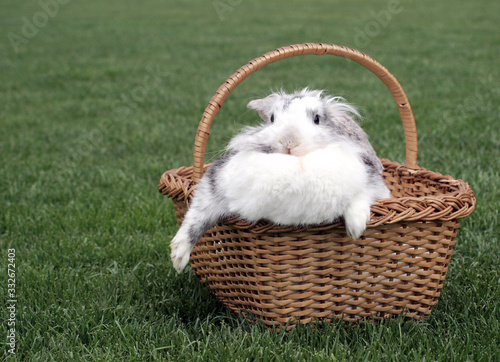 Canvas Print A cute fat white rabbit in the basket on the grass