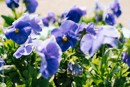 blue pansies flowers bloom on a flower bed in the garden in summer on a Sunny day. Selective focus