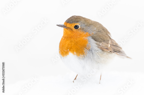 A european robin (Erithacus rubecula)