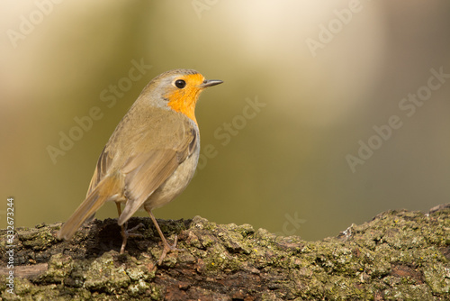 A european robin (Erithacus rubecula)