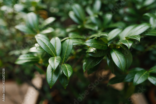 Glossy green leaf background with selective focus