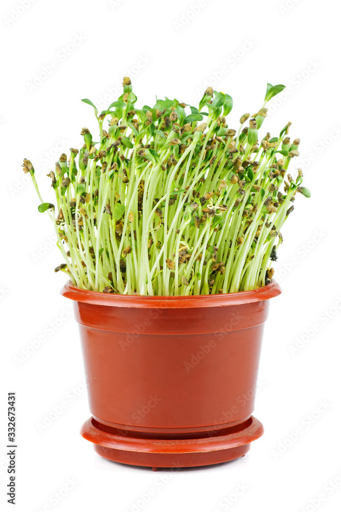 Fenugreek sprouts isolated on white background Fenugreek sprouts isolated on white background