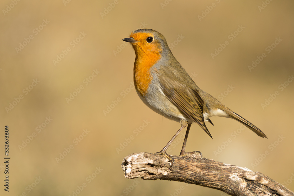 A european robin (Erithacus rubecula) A european robin (Erithacus rubecula)