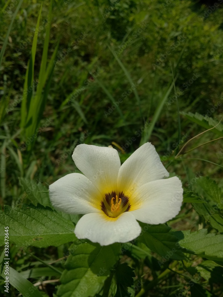 image of Beautiful white flowers in the morning natural background. image of Beautiful white flowers in the morning natural background.
