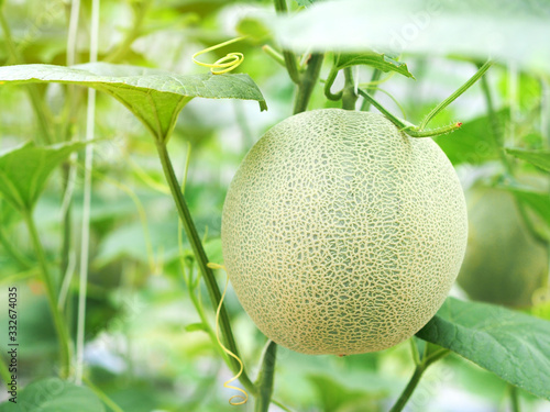 Photography Organic green net melon or cantaloupe fruit hanging on a melon tree in the greenhouse farm