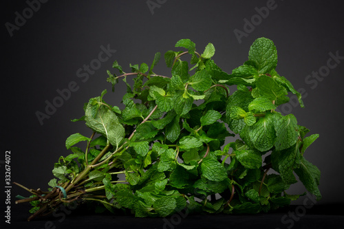 Bouquet of vibrant green spearmint. Low key studio shot of fresh herb contrasted against a dark gray background. photo