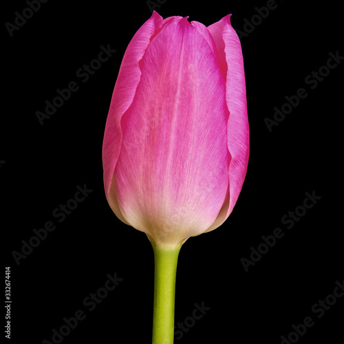 magenta tulip flower isolated on a black background with clipping path. Close-up. Flower bud on a green stem.