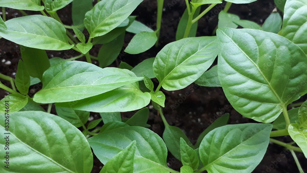 Young green seedlings pepper plants growing in compost trays the view from the top, close up, panoramic banner Young green seedlings pepper plants growing in compost trays the view from the top, close up, panoramic banner