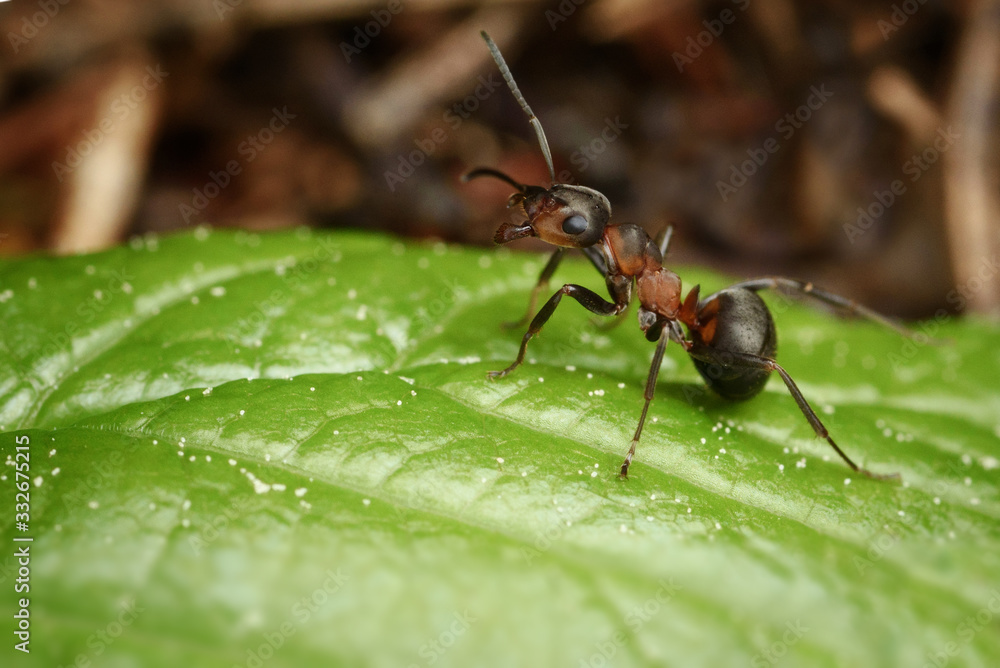 ants on a green leaf. little forest protector ants on a green leaf. little forest protector
