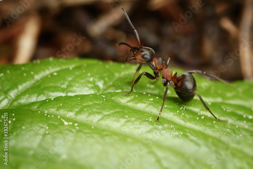 ants on a green leaf. little forest protector © Bells7