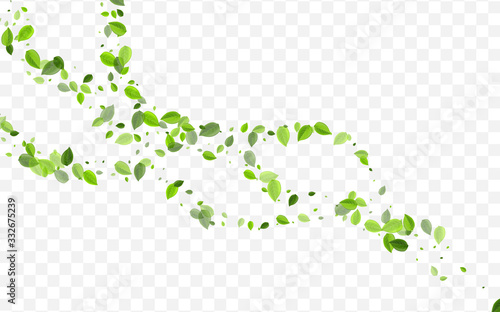 Lime Leaves Vector Concept. Swamp Foliage Forest 