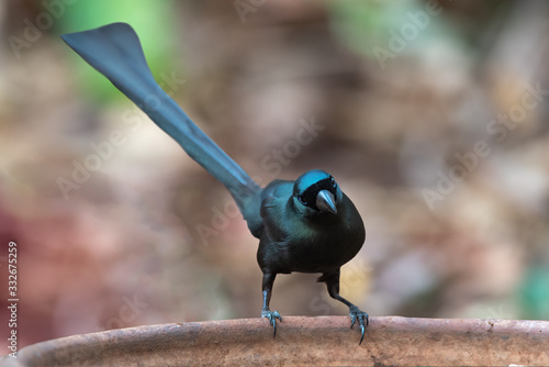 Closeup  Racket-tailed Treepie ,Long tail bird photo