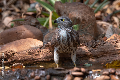 Closeup female of Shikra taking a shower photo