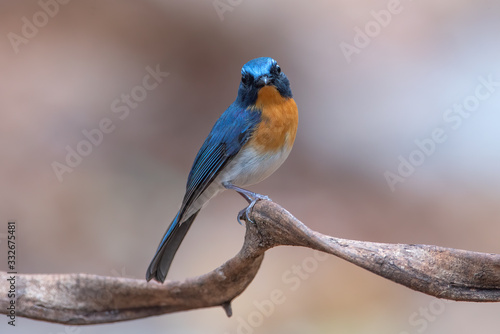 Closeup Tickell's Blue Flycatcher perching on a branch