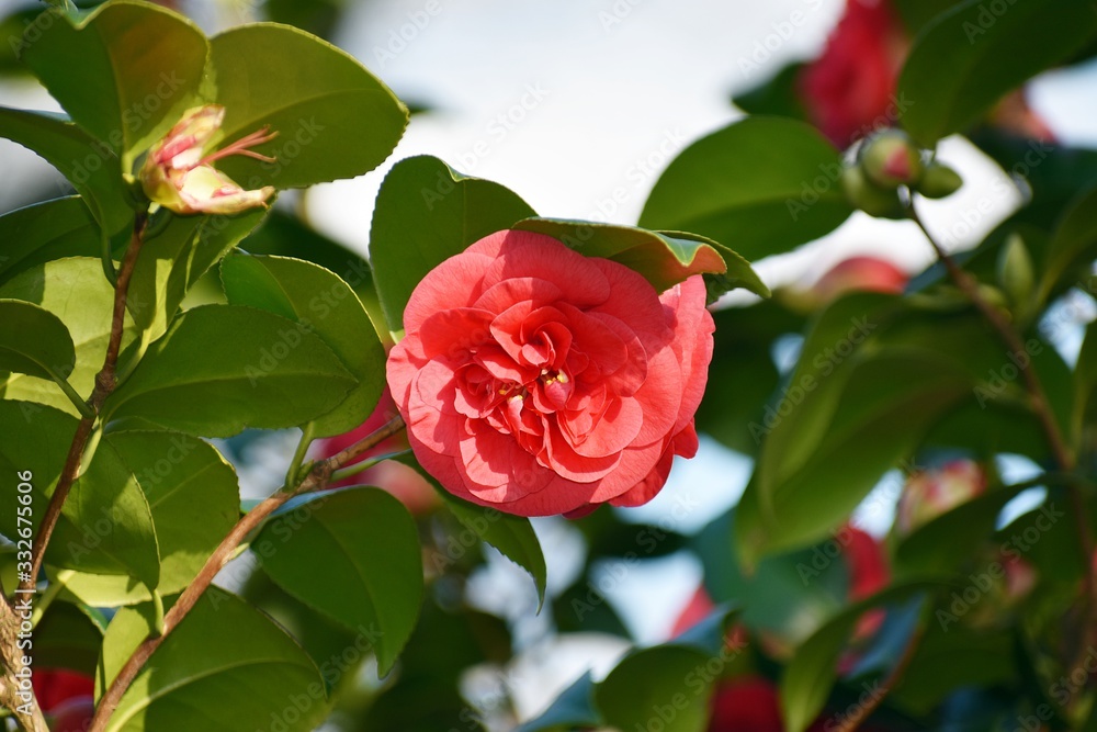 Flower of Camellia japonica, in the garden. Flower of Camellia japonica, in the garden.