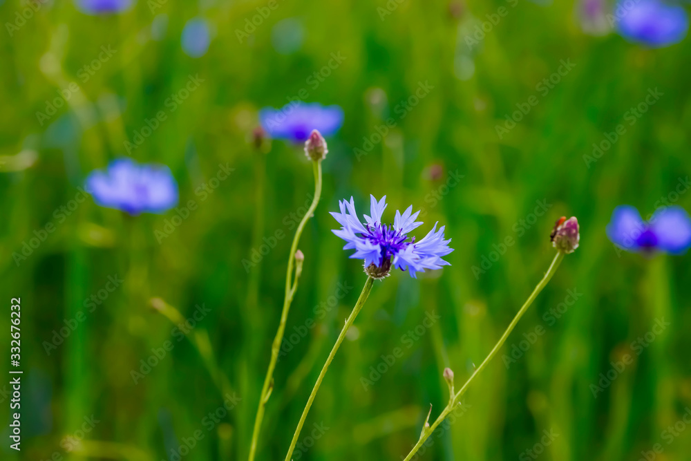 Kornblumen Kornblumen