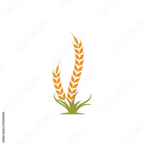 Agriculture wheat vector icon illustration design