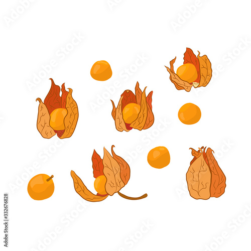 Physalis colored set