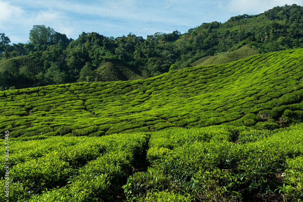 Beautiful tea plantation Cameron Highland - Pahang Malaysia.